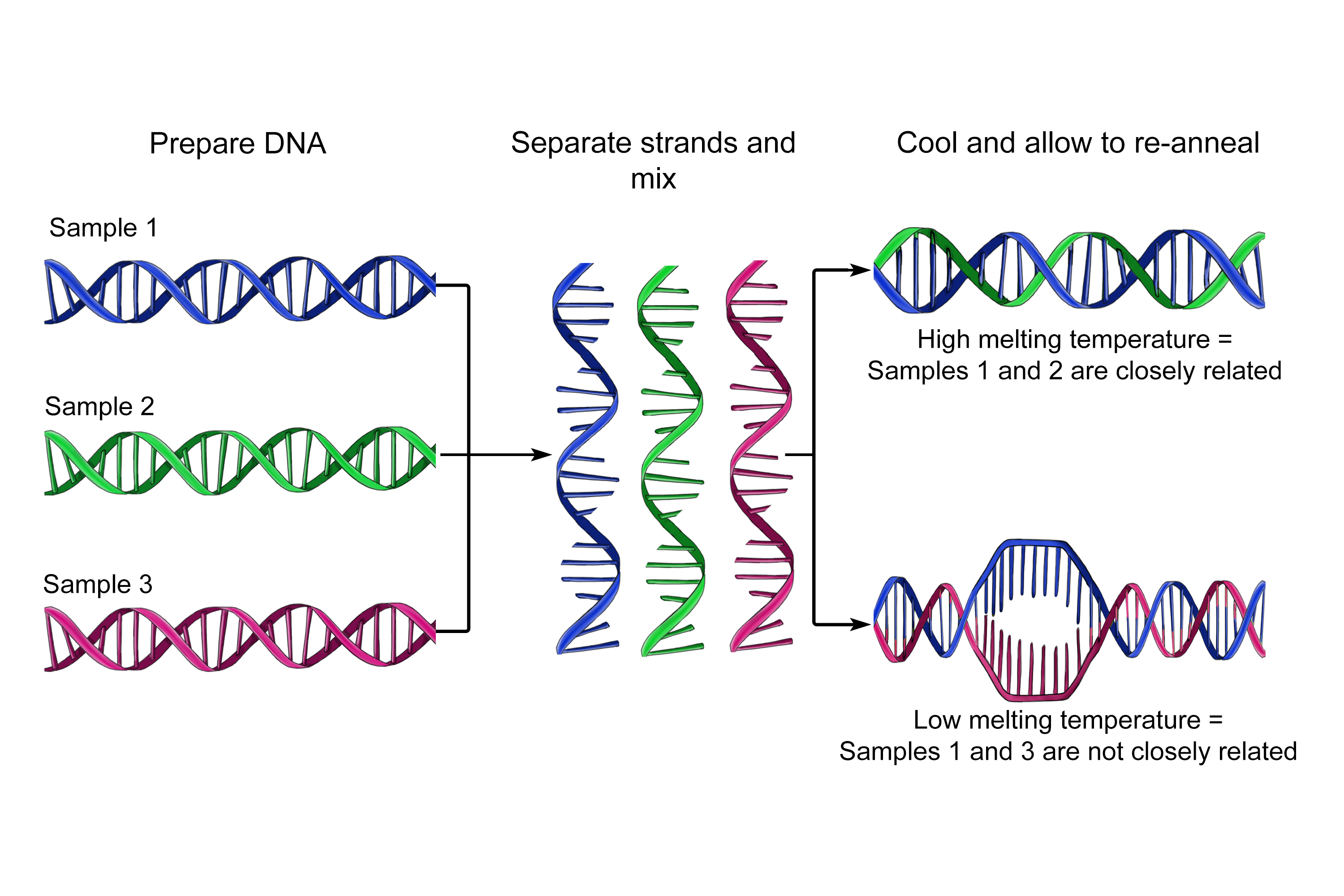 A detailed graphic showing the DNA hybridisation it is used to see how similar DNA is without sequencing